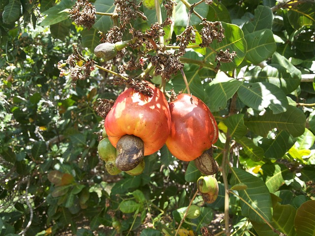 Cashew Processing Enhancement